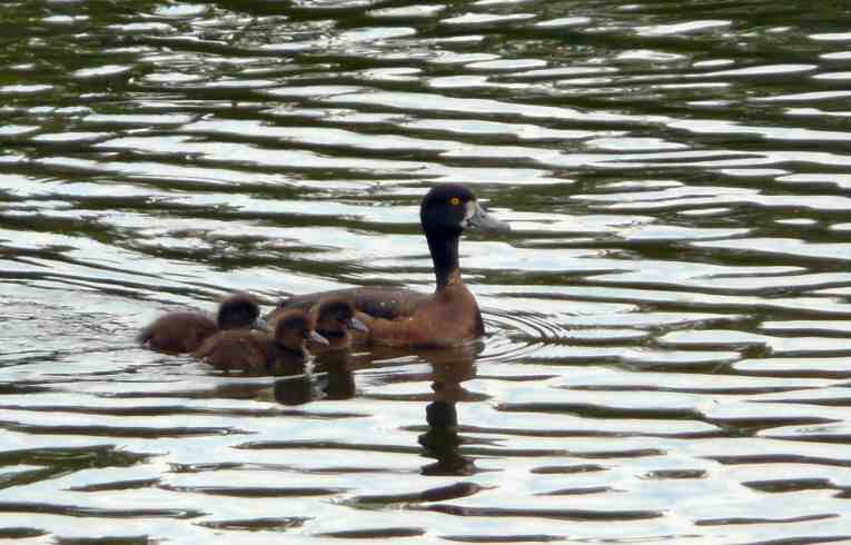 Tufted Ducklings